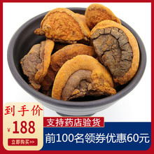 野生桑黄桑树桑黄金边桑黄西藏桑黄250g提供切片整枝野生桑黄灵芝