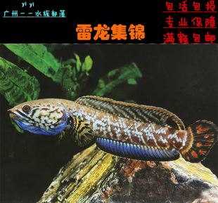 宝贝雷龙鱼阿萨姆的价格