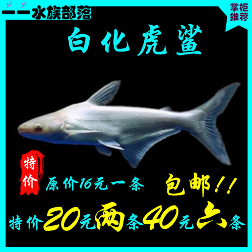 热带鱼观赏鱼大型鱼淡水鱼水族宠物鱼白化蓝鲨活体鱼鲨鱼白化鲨鱼 - 封面