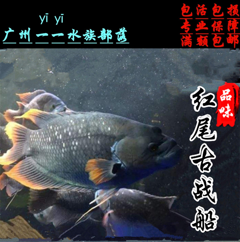 招财鱼活体鱼红眼战船鱼风水鱼红眼黑眼红尾招财古代战船红尾战船