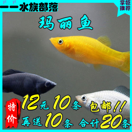 热带鱼观赏鱼黑玛丽金黄白银玛丽淡水鱼小型胎生鱼金鱼鱼活体特价