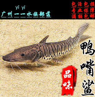 鸭嘴鱼活体 月光鸭嘴 斑马鸭嘴 撒旦鸭嘴 坦克鸭嘴鱼大型鱼热带鱼