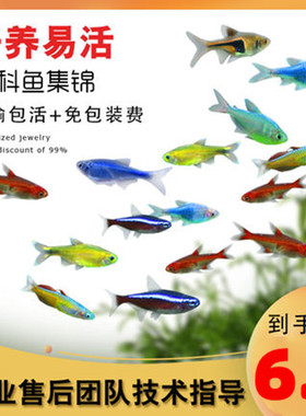 淡水活体红绿灯小型鱼包邮