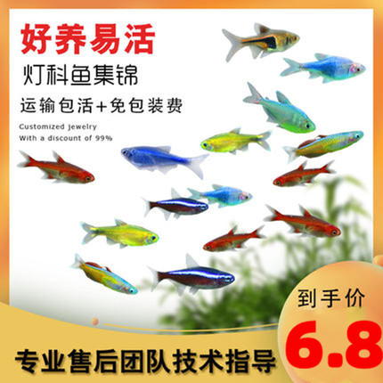 热带淡水小型鱼灯科活体观赏鱼斑马孔雀群游鱼三角宝莲红绿灯包邮