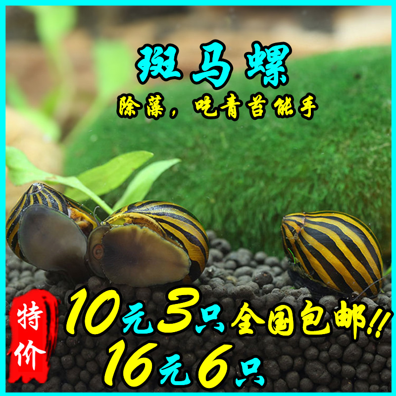 观赏螺苹果神秘黄金斑马活体