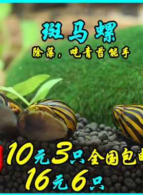 观赏螺苹果神秘黄金斑马活体