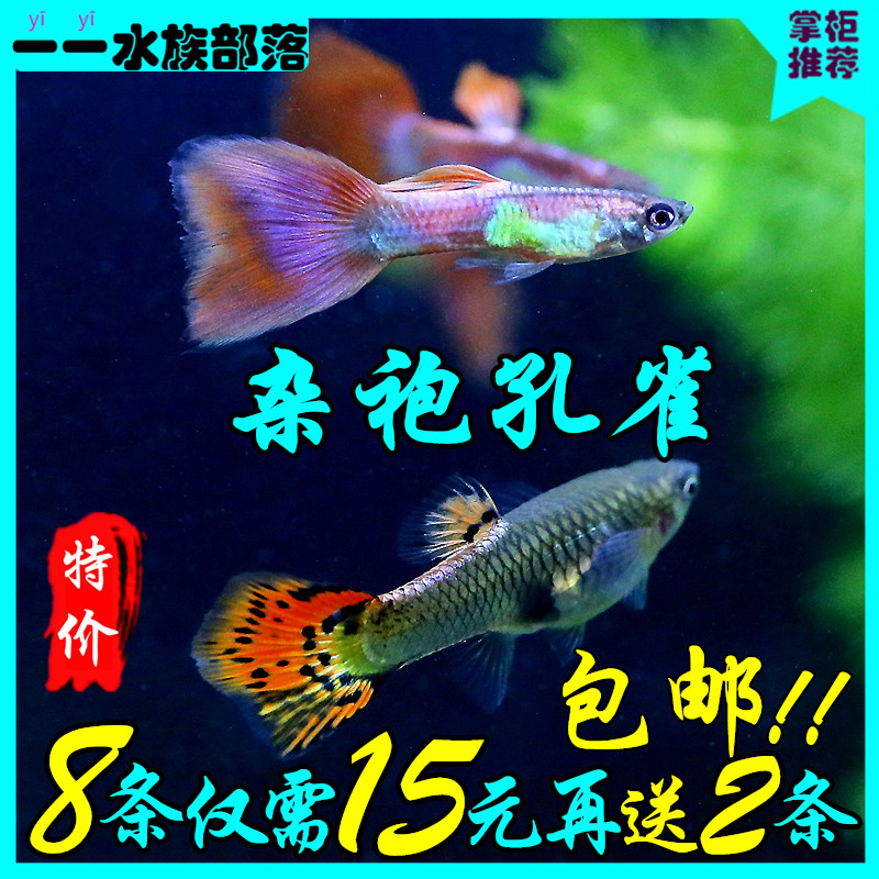 孔雀鱼杂袍孔雀小型观赏鱼热带鱼观赏鱼活体新生孔雀鱼鱼杂袍孔雀