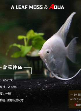 淡水雪燕鱼神仙鱼七彩燕子鱼