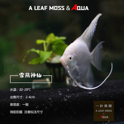 淡水雪燕鱼神仙鱼七彩燕子鱼