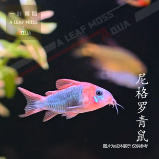 尼格罗青鼠鱼观赏鱼红蓝渐变色热带鱼淡水小型鱼鼠鱼工具鱼草缸