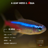 小型热带观赏鱼红绿灯鱼活体草缸群游巴西印尼淡水霓虹红宝莲灯鱼