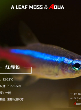 小型热带观赏鱼红绿灯鱼活体草缸群游巴西印尼淡水霓虹红宝莲灯鱼