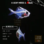 玻璃拉拉水草鱼缸印度透明七彩玻璃鱼观赏热带活体宝莲灯配鱼新手