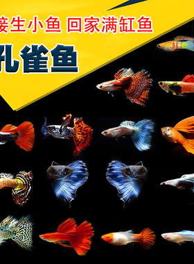 孔雀凤尾鱼精品观赏鱼胎生易繁殖耐活鱼全红蓝白天空红白礼服剑尾