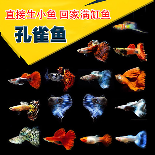 孔雀鱼凤尾热带淡水鱼皮实耐养