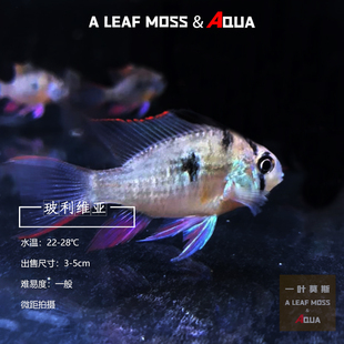 观赏鱼玻利维亚凤凰七彩金波子凤球短鲷鱼热带鱼小型耐活好养草缸