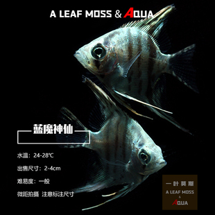 热带观赏宠物鱼水草缸蓝色神仙鱼蓝魔仙燕鱼墨燕斑马魔门斯卡活体
