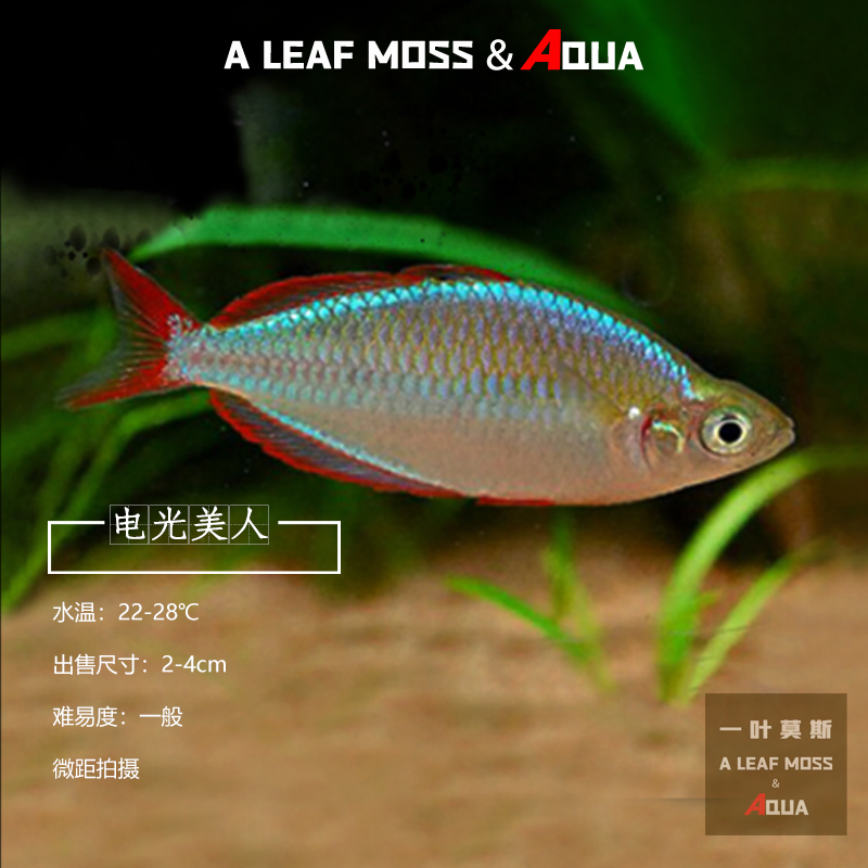淡水热带南美观赏电光红美人鱼石灯科鱼草缸混养闪电红尾鳍刚果鱼
