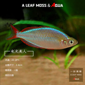 淡水热带南美观赏电光红美人鱼石灯科鱼草缸混养闪电红尾鳍刚果鱼