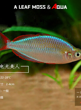 淡水热带南美观赏电光红美人鱼石灯科鱼草缸混养闪电红尾鳍刚果鱼