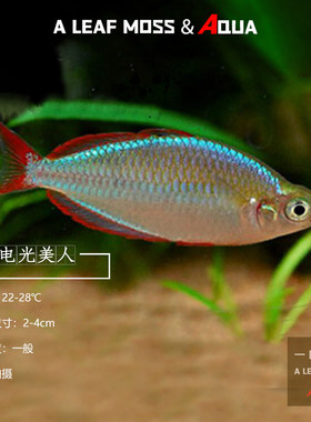 淡水热带南美观赏电光石灯闪电鳍