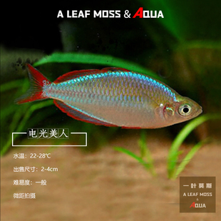 淡水热带南美观赏电光红美人鱼石灯科鱼草缸混养闪电红尾鳍刚果鱼