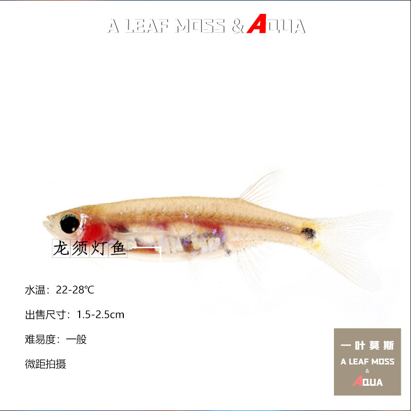 小型热带鱼龙须灯除油膜草缸观赏上层工具鱼凤眼灯鱼可混养灯科鱼