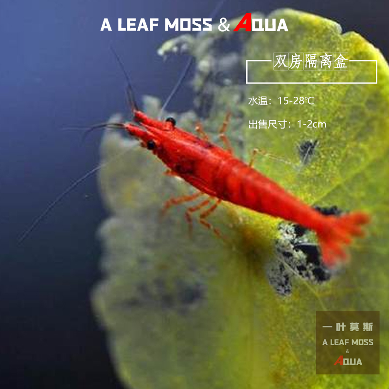 极火虾观赏淡水虾火焰红烤漆无缝急火除丝藻樱花工具宠物草缸米虾
