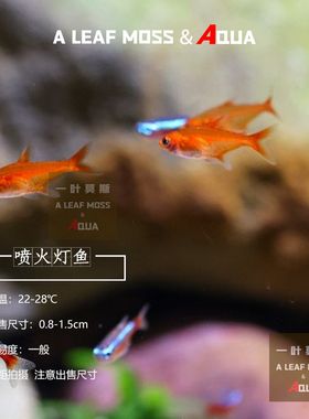 喷火灯水草缸淡水小型热带观赏群游橘帆灯草缸活体鱼梦幻焰尾灯鱼