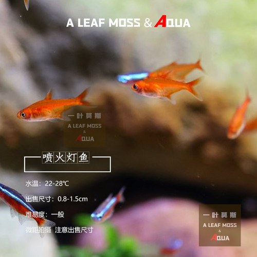 草缸灯科鱼小型观赏群游喷火灯
