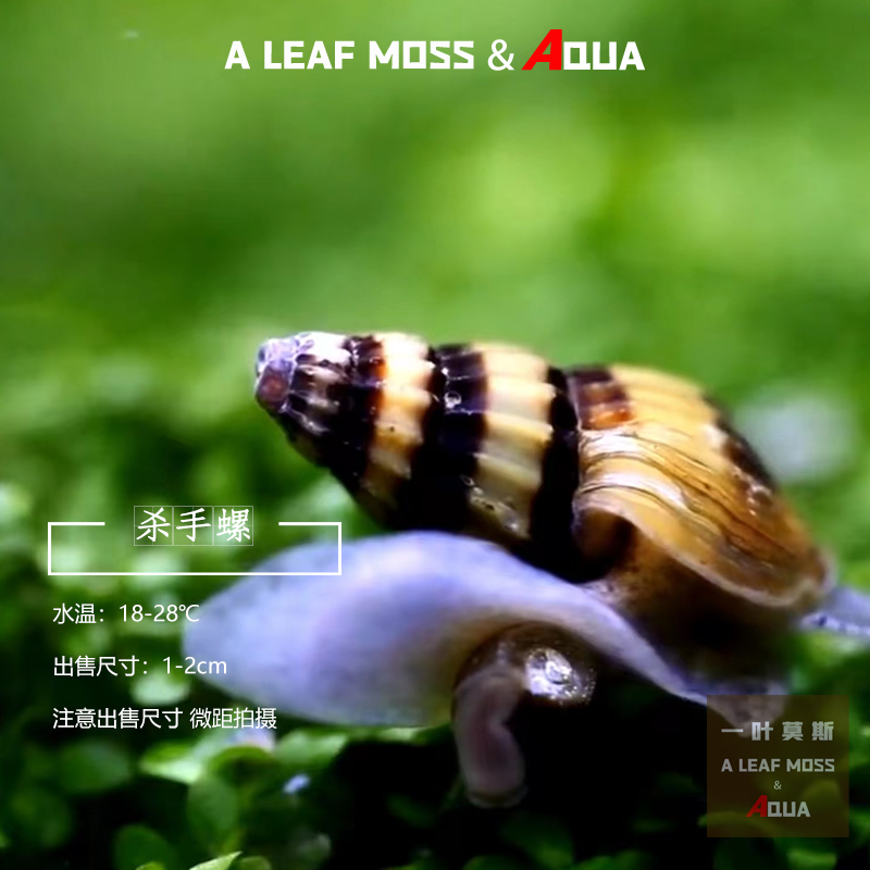 一叶莫斯杀手螺除杂螺工具螺