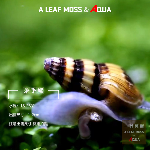 一叶莫斯杀手螺除杂螺工具螺