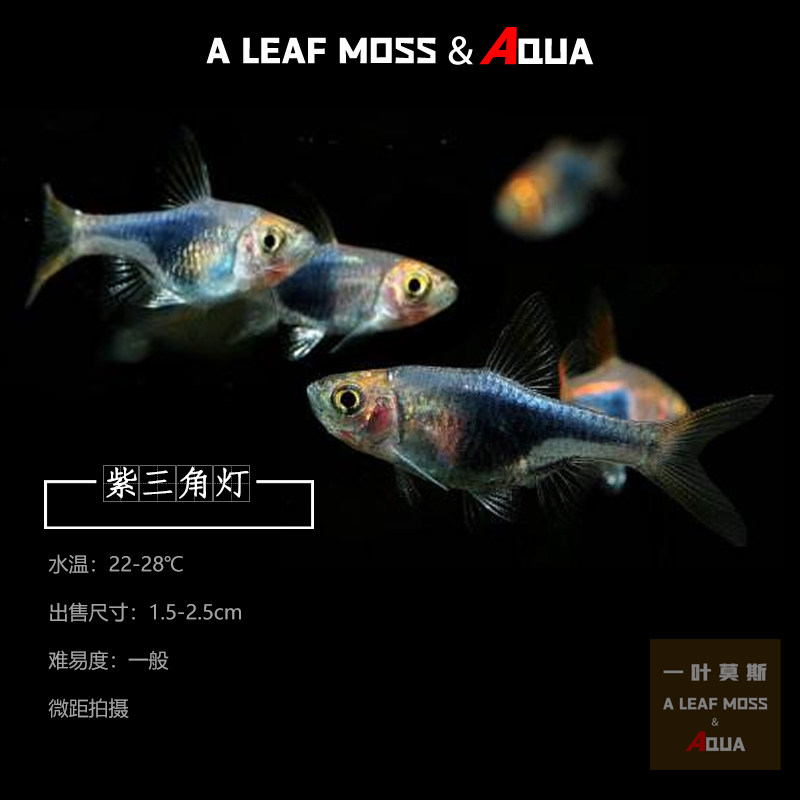 热带观赏鱼紫三角灯大三角紫罗兰灯水草缸淡水红绿灯科鱼群游活体