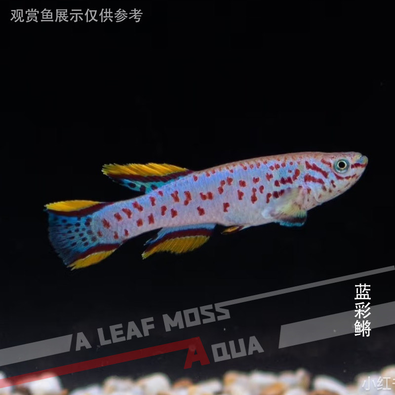 蓝彩鳉鱼梦幻七彩鳉鱼黄金火焰鳉小型热带观赏鱼淡水活体新手入门