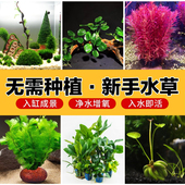 新手懒人水草水榕沉木火山石莫斯坨草活体鱼缸造景阴性无需底沙