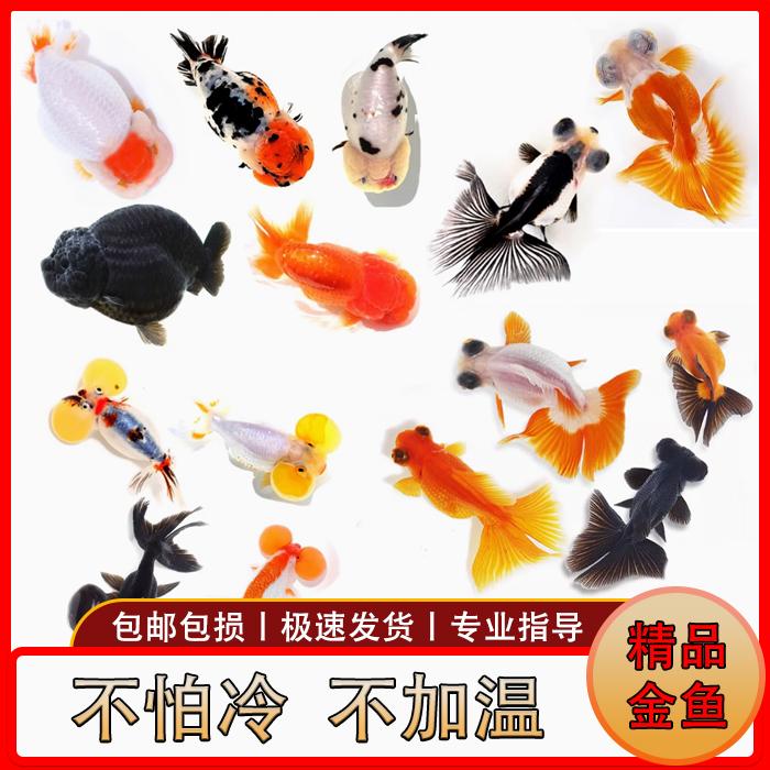 兰寿金鱼观赏鱼活体小金鱼