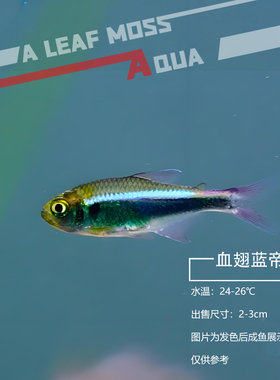 血翅蓝帝灯鱼热带鱼观赏鱼彩虹黑蓝国王灯彩虹帝王灯淡水鱼灯科鱼