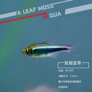 血翅蓝帝灯鱼热带鱼观赏鱼彩虹黑蓝国王灯彩虹帝王灯淡水鱼灯科鱼