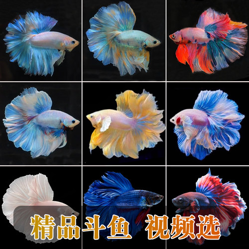 半月斗鱼公母淡水狮王马尾精品