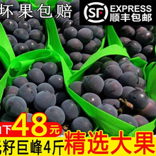 现摘辽峰葡萄东北辽宁新鲜水果5斤整箱当季新鲜 串装发货顺丰包邮
