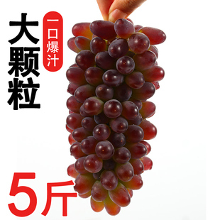 顺丰现摘茉莉香葡萄无籽红提新鲜水果顺丰非克伦生当季孕妇 5斤现