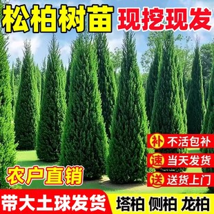 树苗松柏圆柏基地松塔柏树苗侧柏坟前大树柏树带土龙柏宝塔