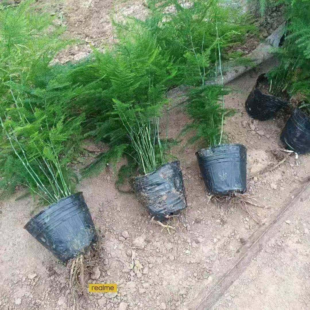 好养植物盆栽文竹阳台矮办公室文竹四季小苗花卉室内盆景绿植水培