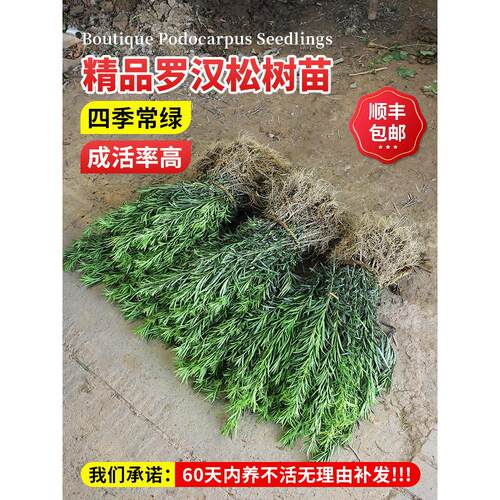罗汉松树老桩盆栽雀舌金庭