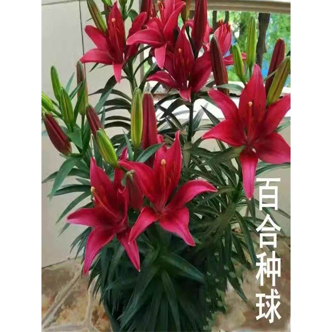 四季种球室内】耐寒带芽花卉百合种植种子【发货绿植香水阳台盆栽