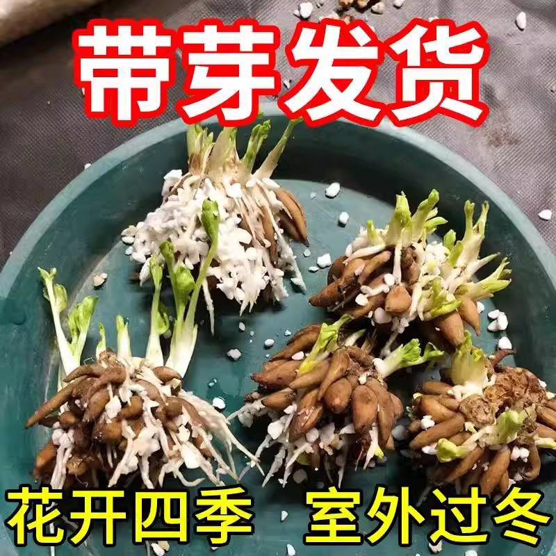 毛茛蝴蝶花球根洋牡丹发货