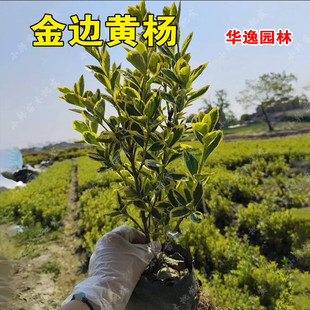 球篱笆常绿树金边庭院绿化四季常青金边苗木耐寒黄黄杨苗杨树冬青