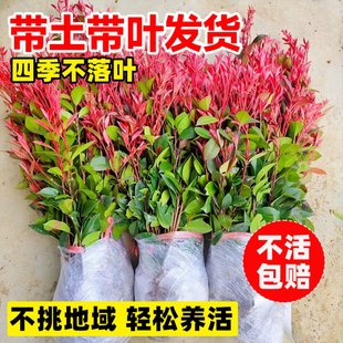绿化苗木四季常青绿植物冬青耐冻红叶树苗篱笆庭院苗石楠别墅花园