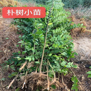 工程占地朴朴树朴树树苗绿化苗苗朴树树苗拆迁沙朴小苗