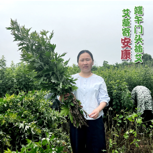 蕲州正宗新鲜艾草端午插门头艾叶放香包干艾叶多种艾叶带杆纯叶